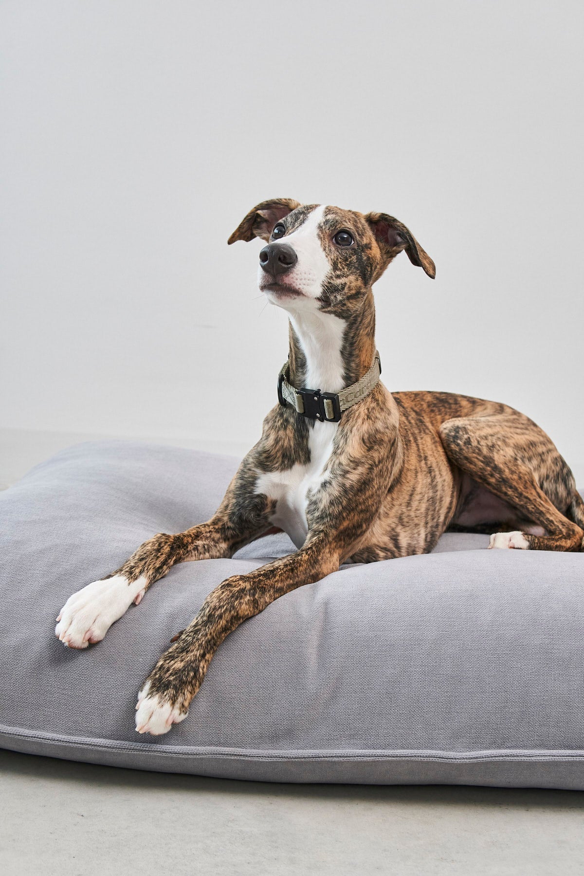 Comodo hundabæli - Slate - Móri