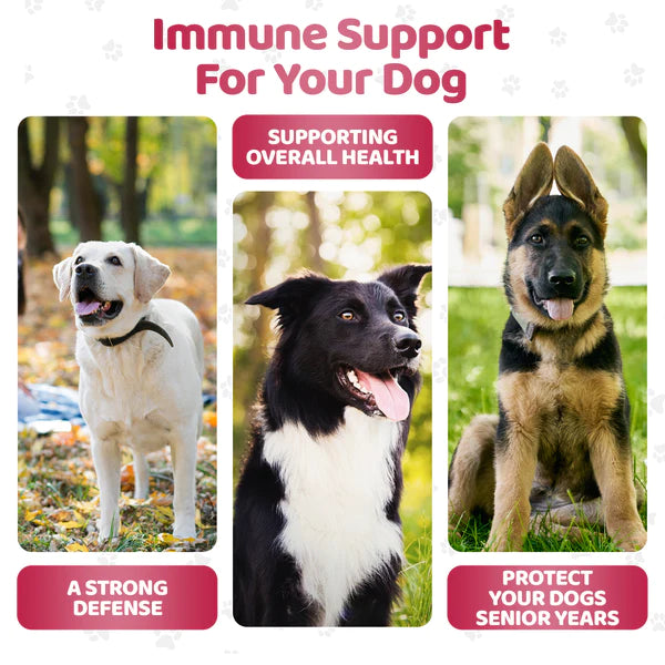 Immunity Shield Chews (140stk) | Nammi fyrir ónæmiskerfi hunda - Móri