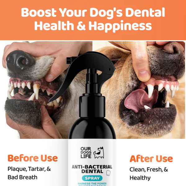 Dental Spray (250ml) - Tannhreinsiefni fyrir hunda - Móri