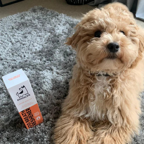 Dog Dental Water Additive (237ml) - Tannhreinsiefni fyrir hunda - Móri