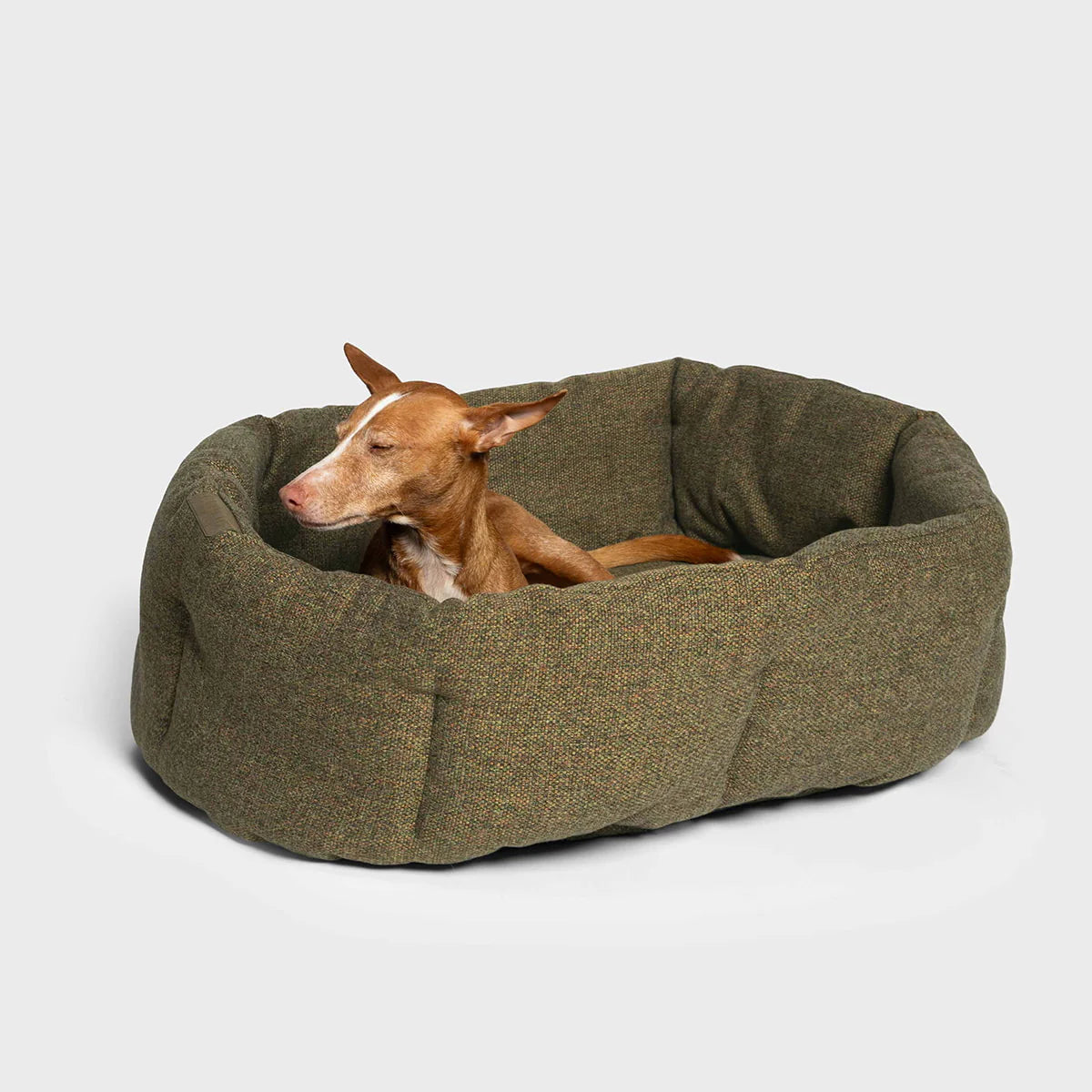 Lazy Canvas hundabæli - Olive - Móri
