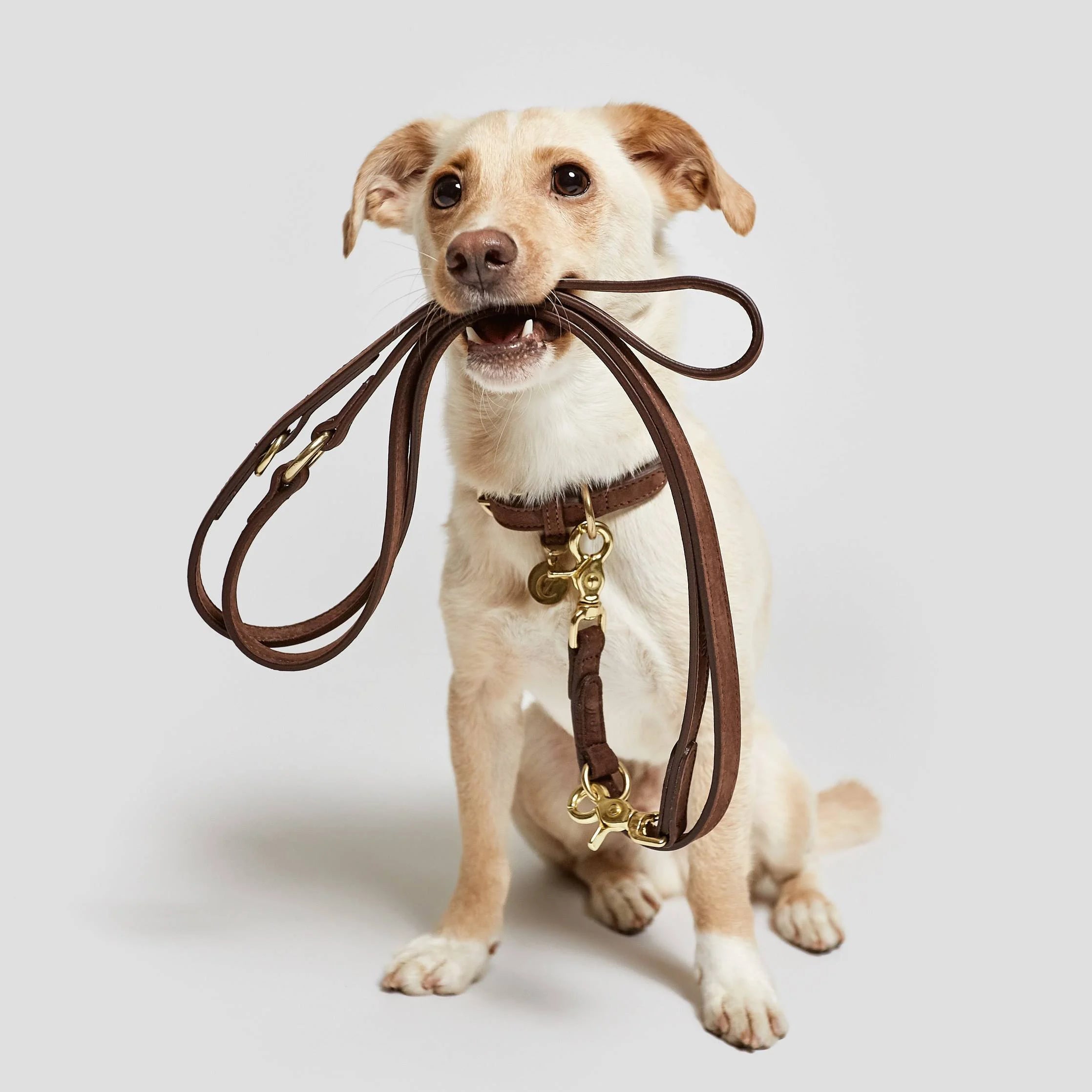 Hundaólar og leðurólar fyrir hunda