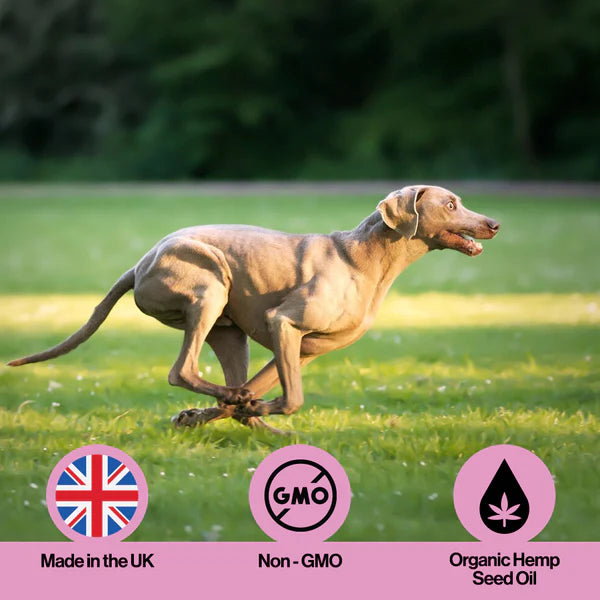 Muscle & Joint Hemp Oil (300ml) | Hampolía fyrir hunda og ketti | Fyrir vöðva og liði - Móri