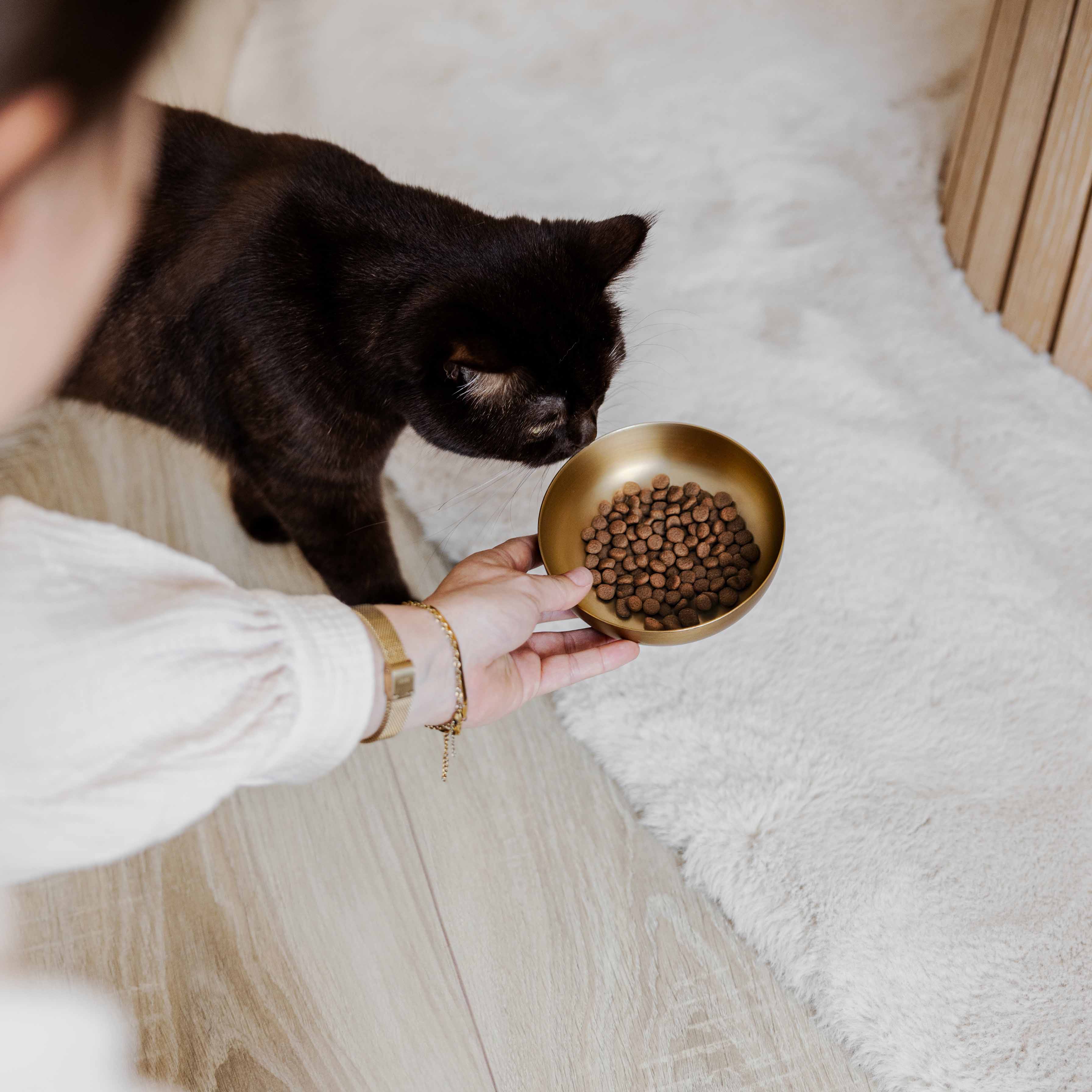 ROYAL gyllt stál skál fyrir ketti - Móri