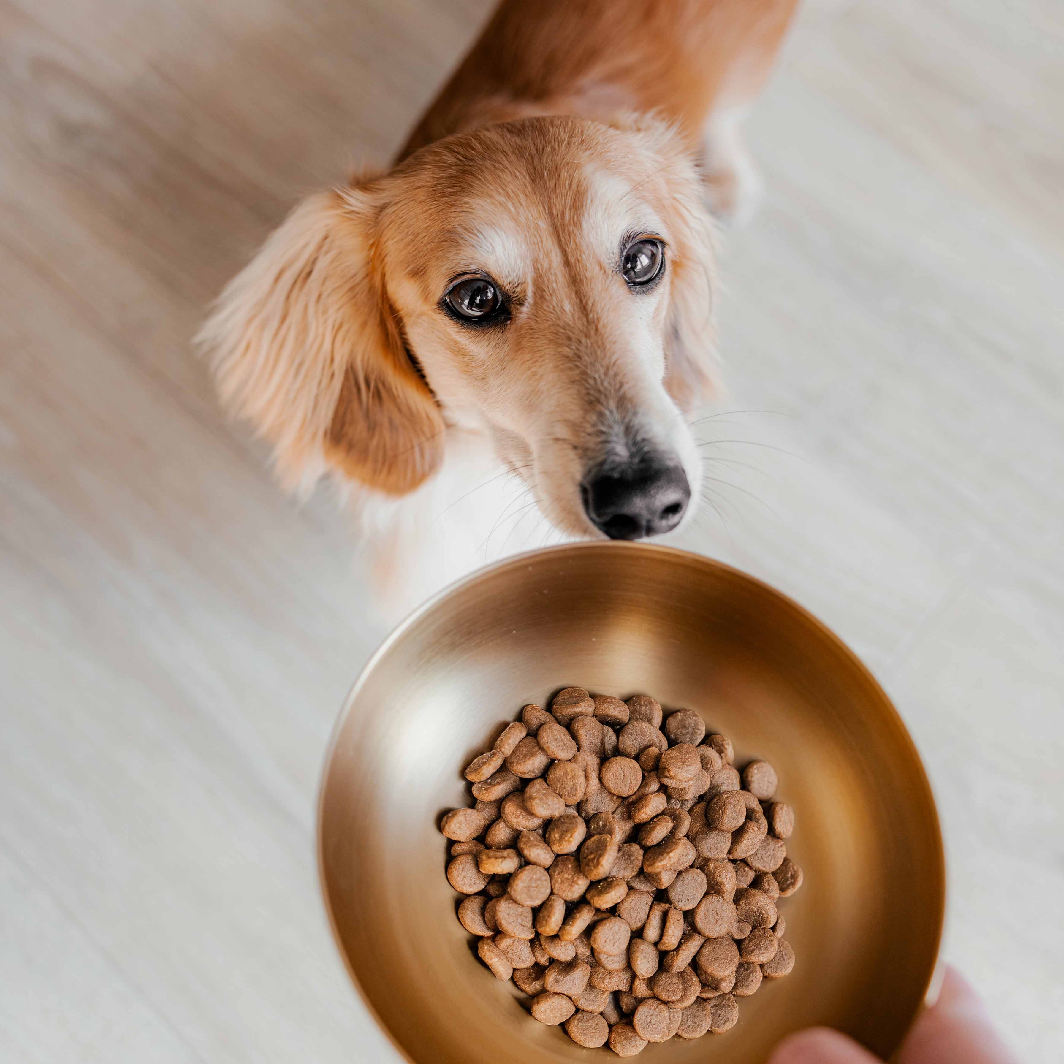 ROYAL gyllt stál skál fyrir hunda - Móri