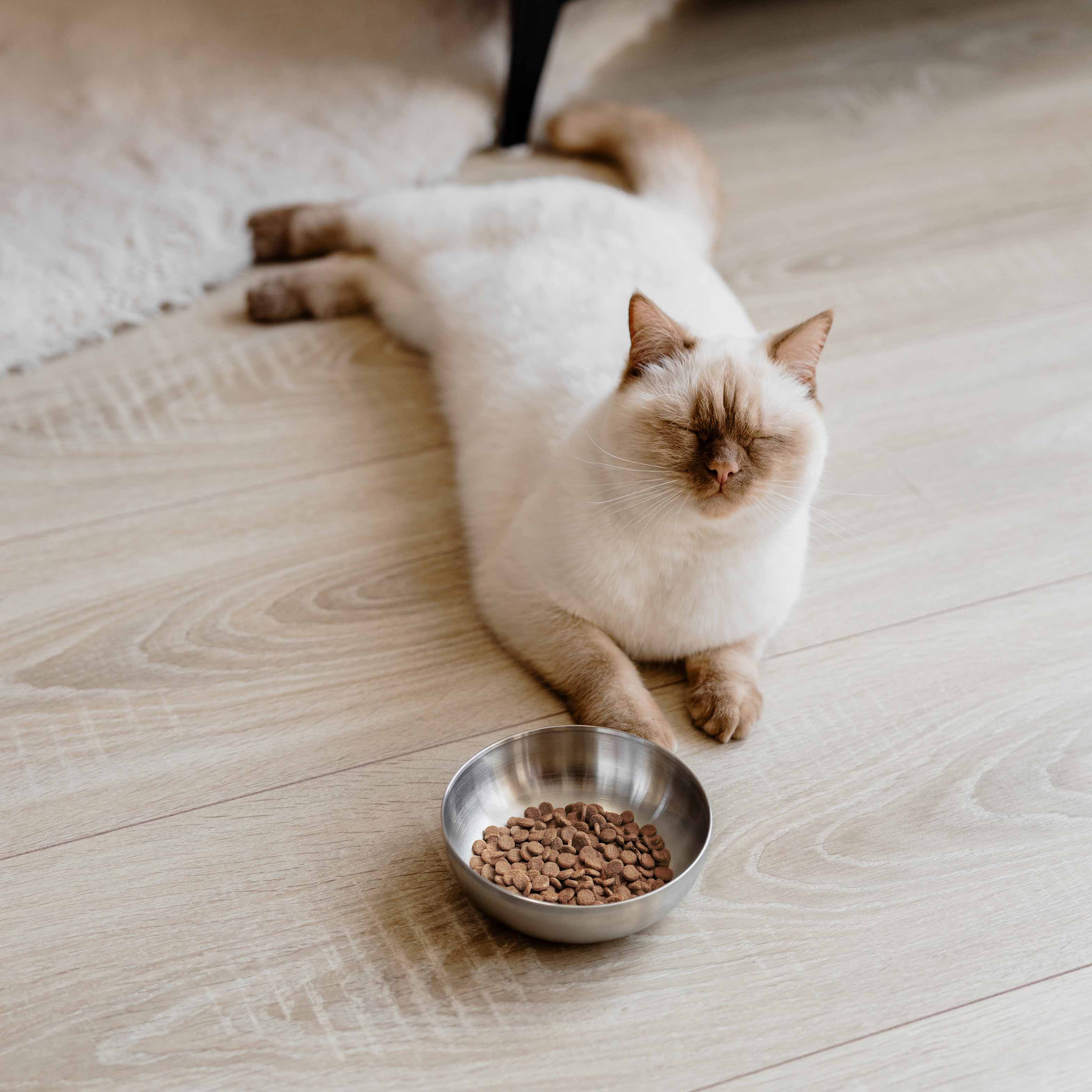 ROYAL stál skál fyrir ketti - Móri