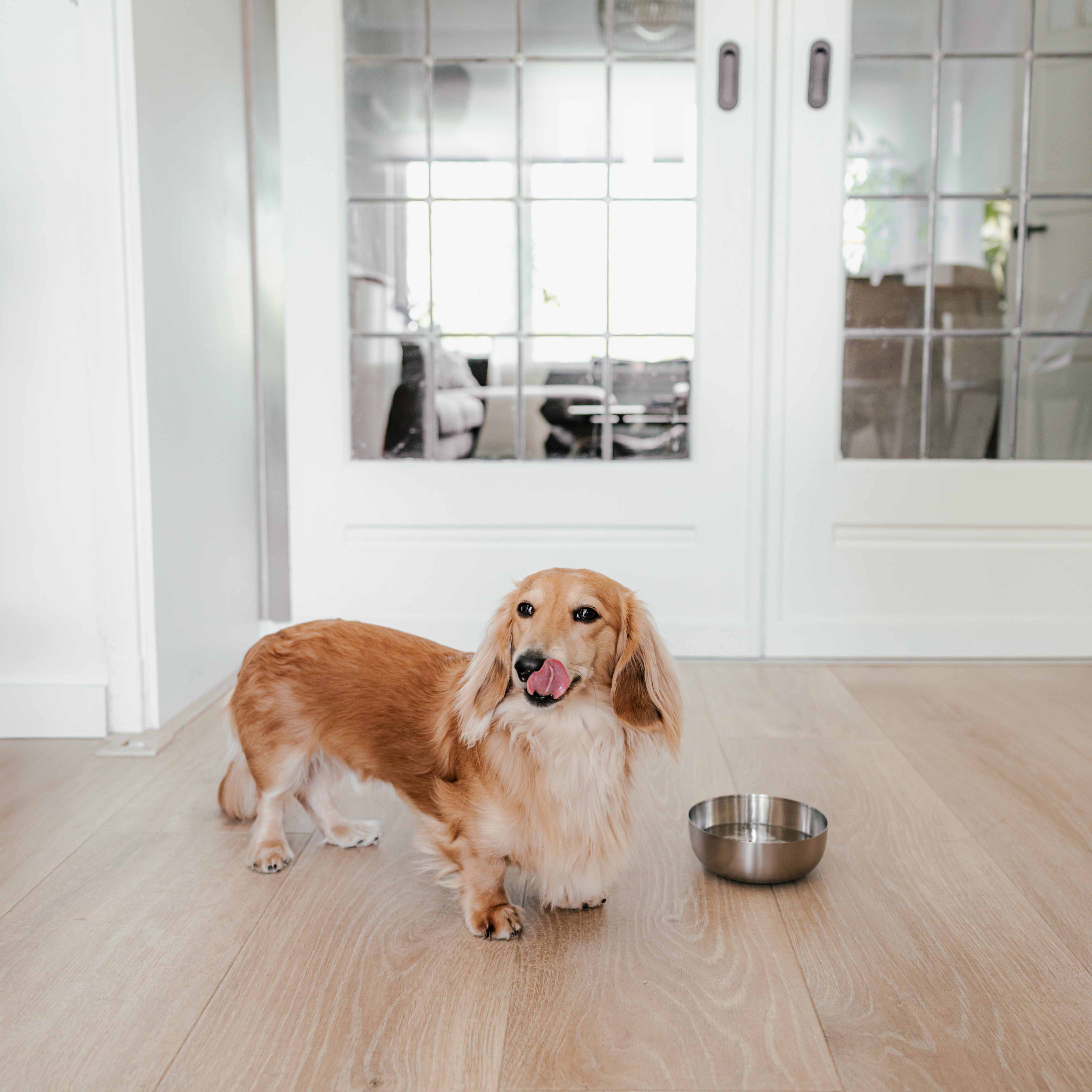 ROYAL stál skál fyrir hunda - Móri