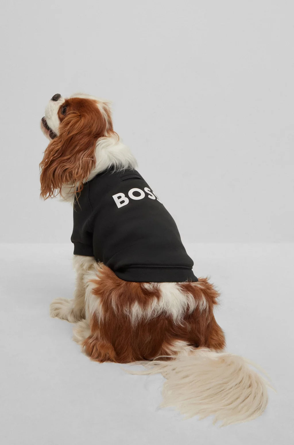 Jet Black Peysa - Móri