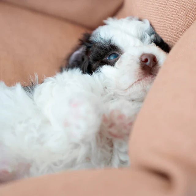 LTTL Snoozy hundabæli - Dusty Rose