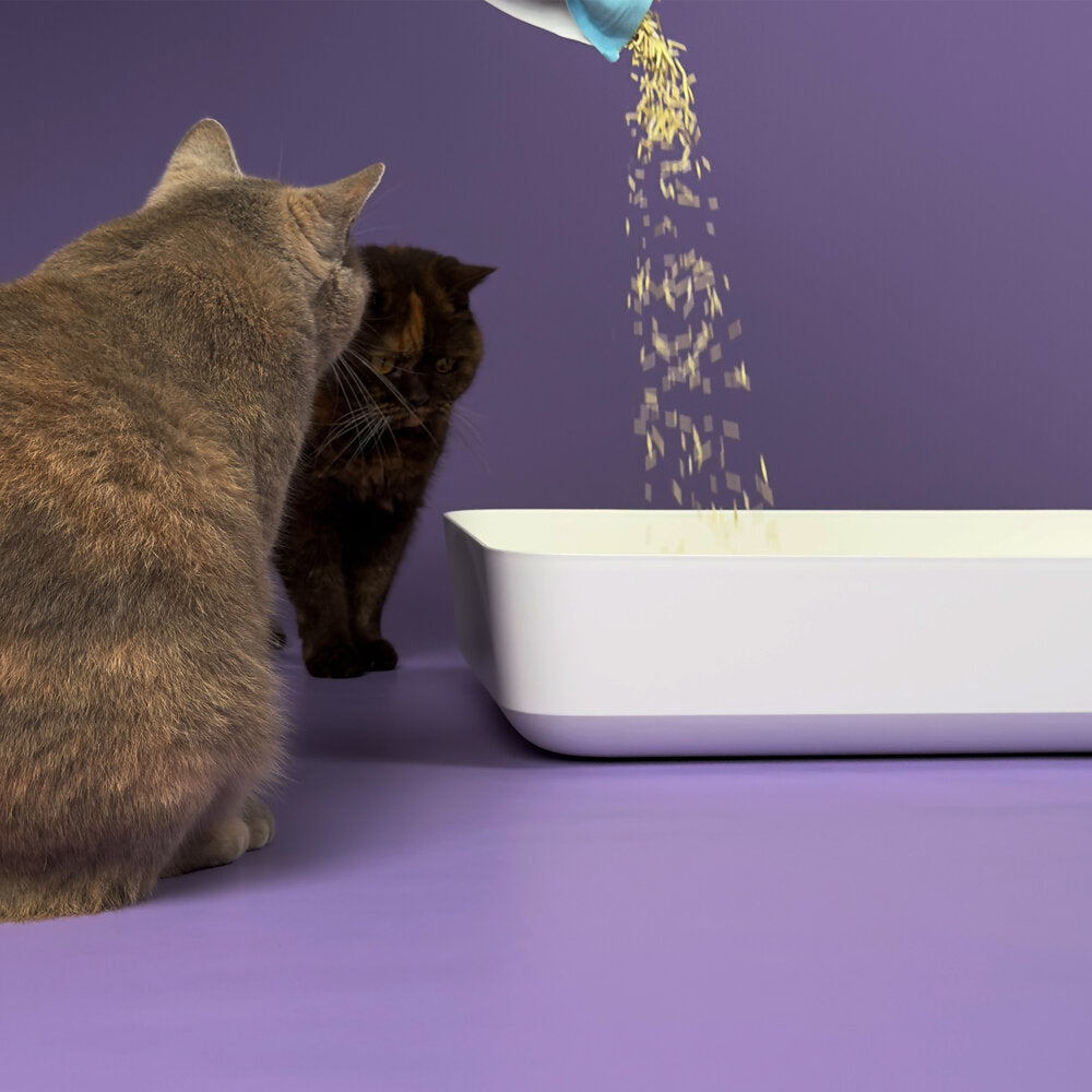 TOFU kattasandur | Umhverfisvænn og má sturta niður - Móri