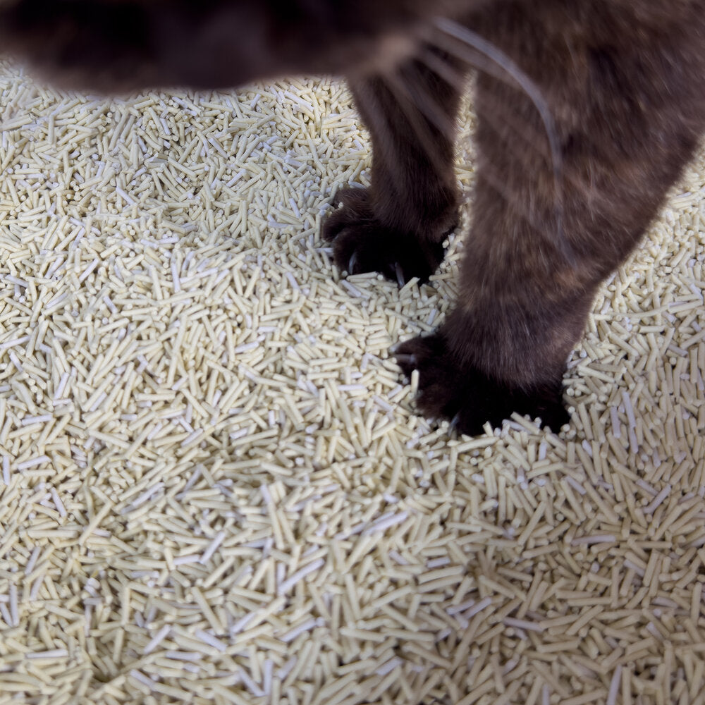 TOFU kattasandur | Umhverfisvænn og má sturta niður - Móri