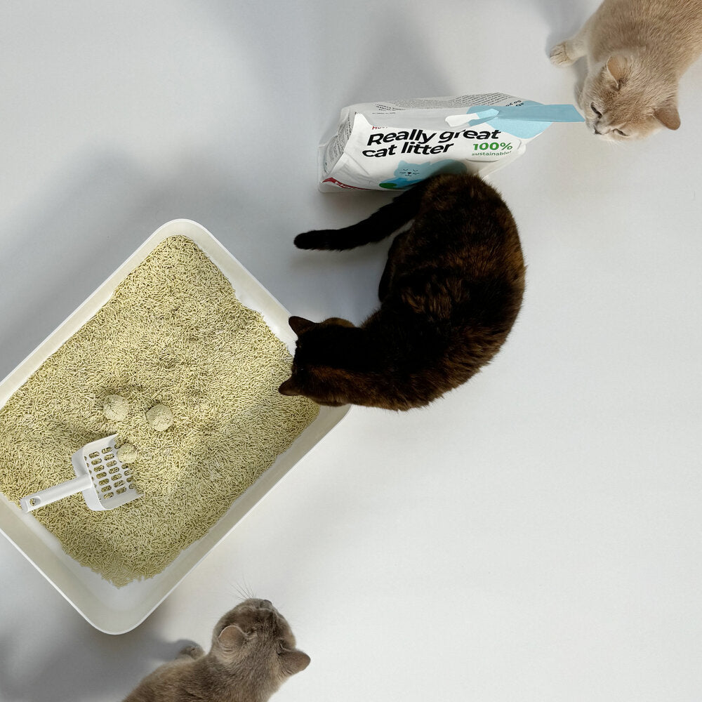TOFU kattasandur | Umhverfisvænn og má sturta niður - Móri