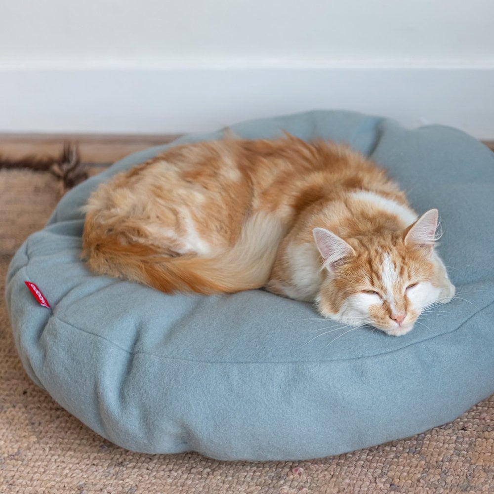 Donut kattabæli - Ljósblátt - Móri