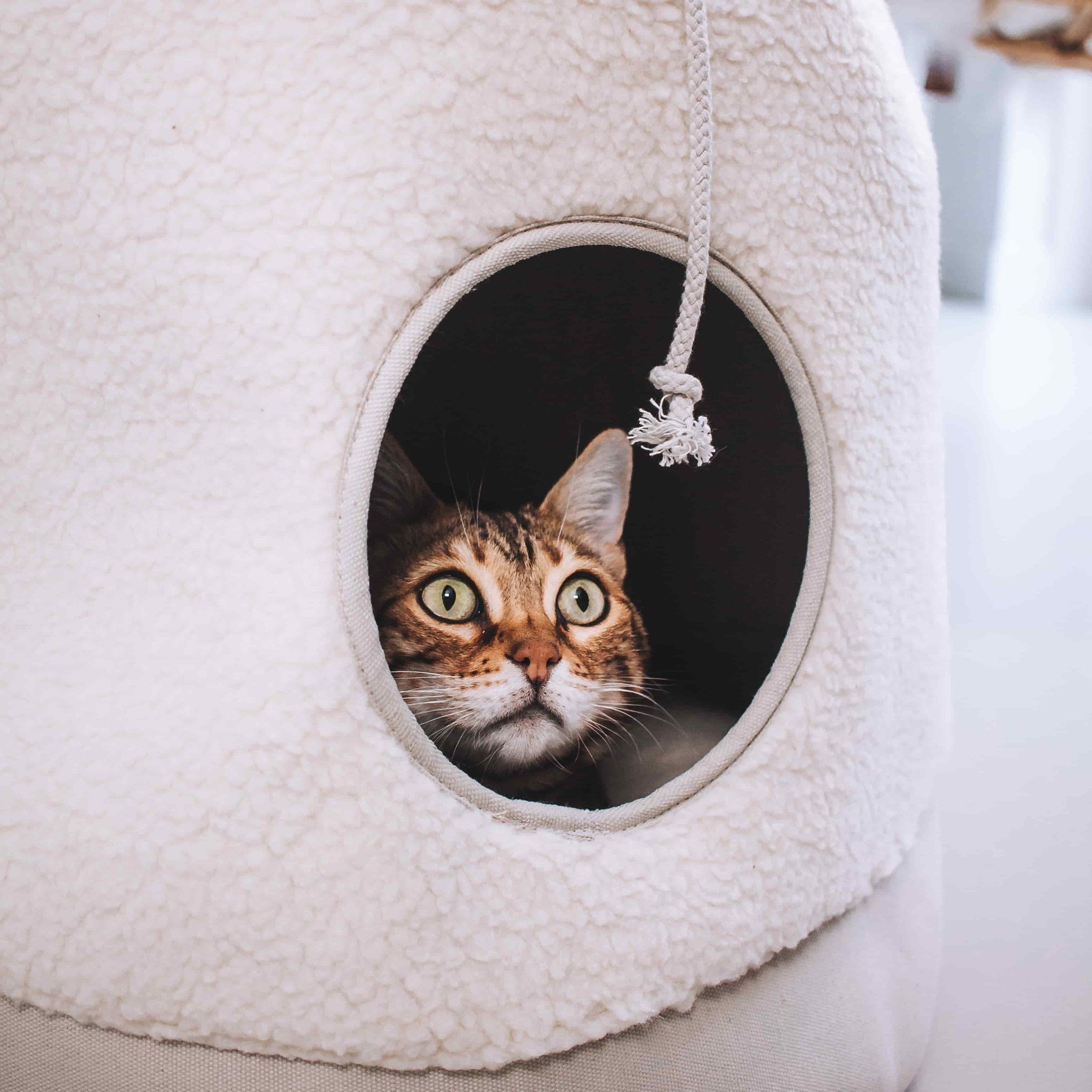 CASA TEDDY kattabæli | Kremað - Móri