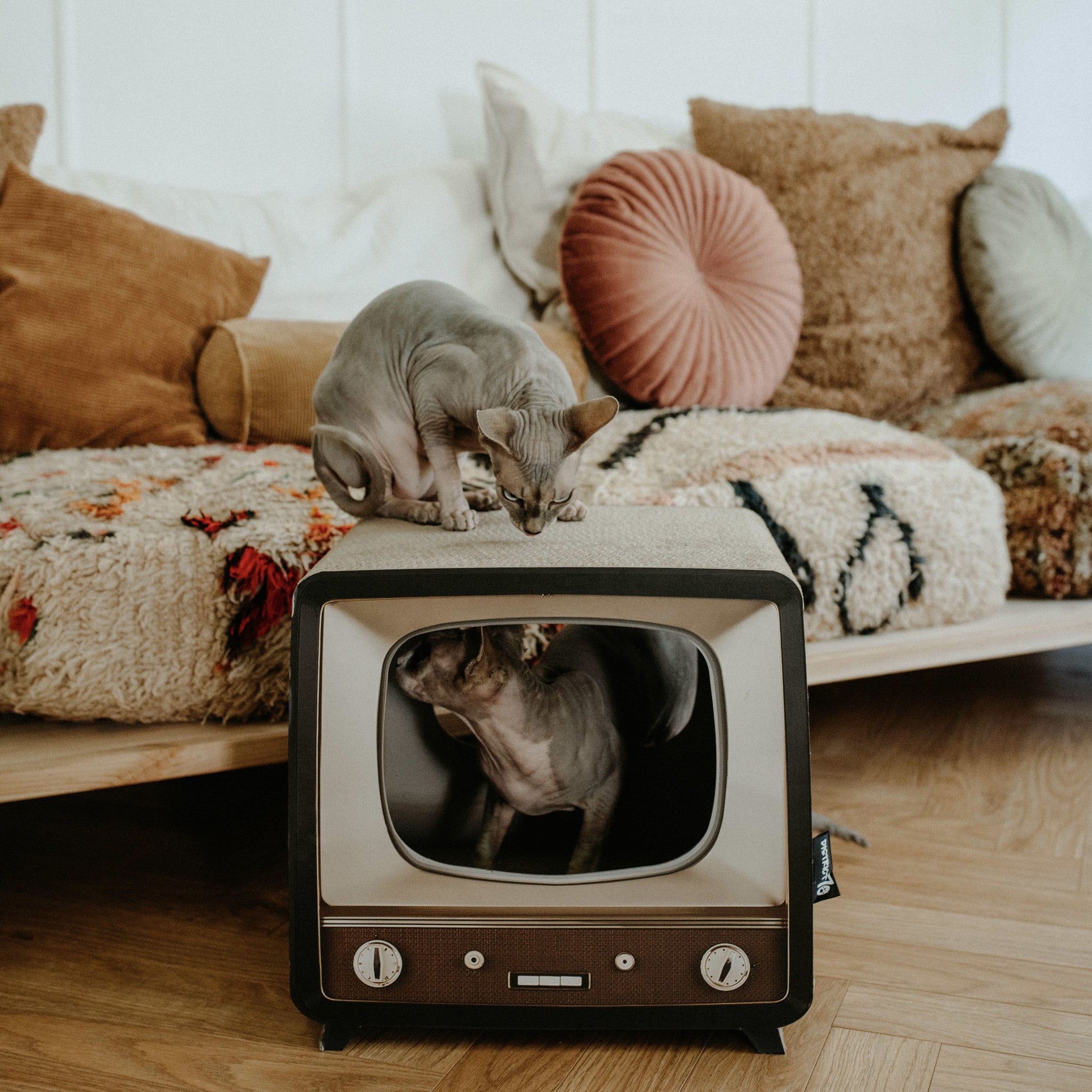 TELLY - Katta hellir og klórukassi - Móri