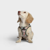 LTTL puppy and small dog harness with flowers