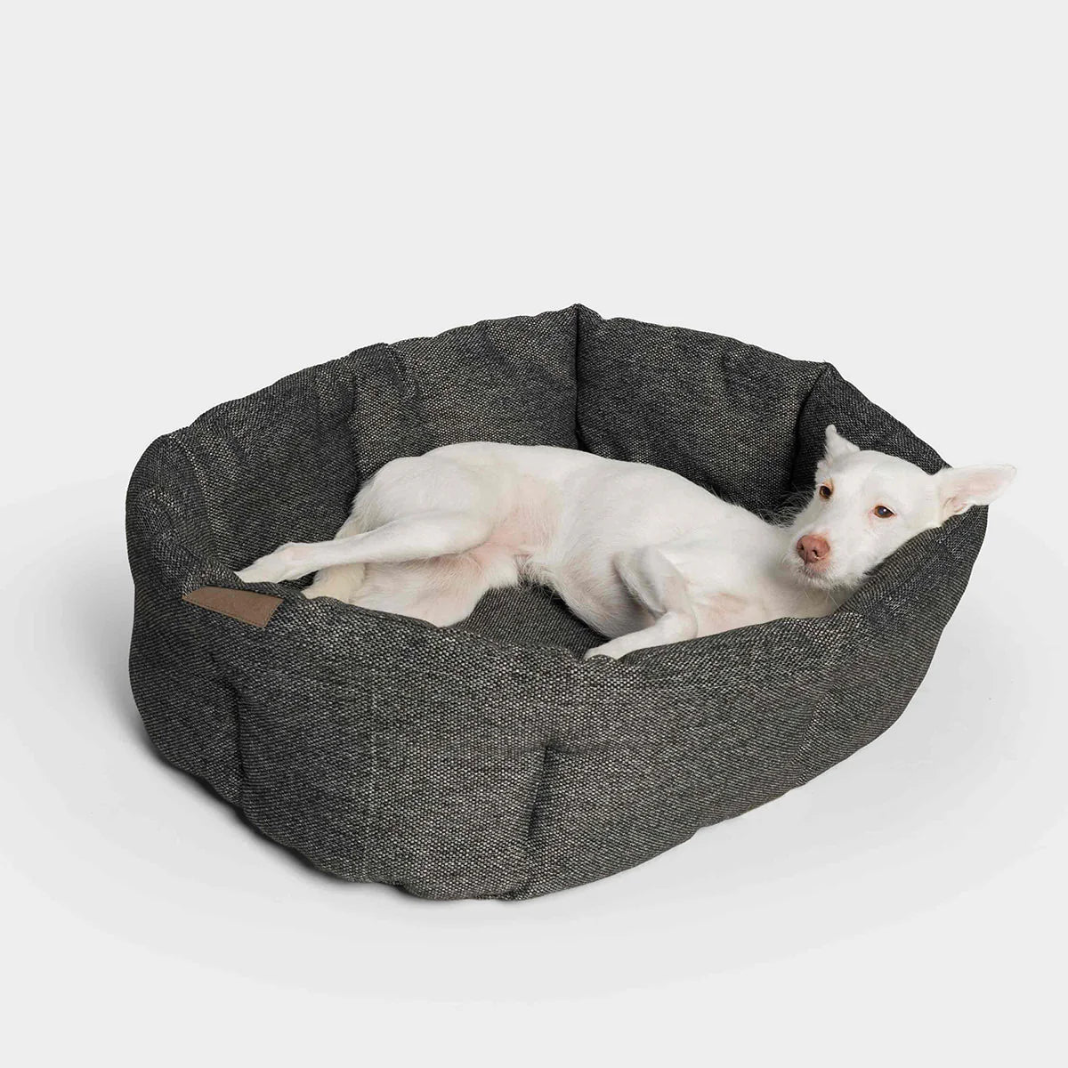Lazy Canvas hundabæli - Anthra - Móri