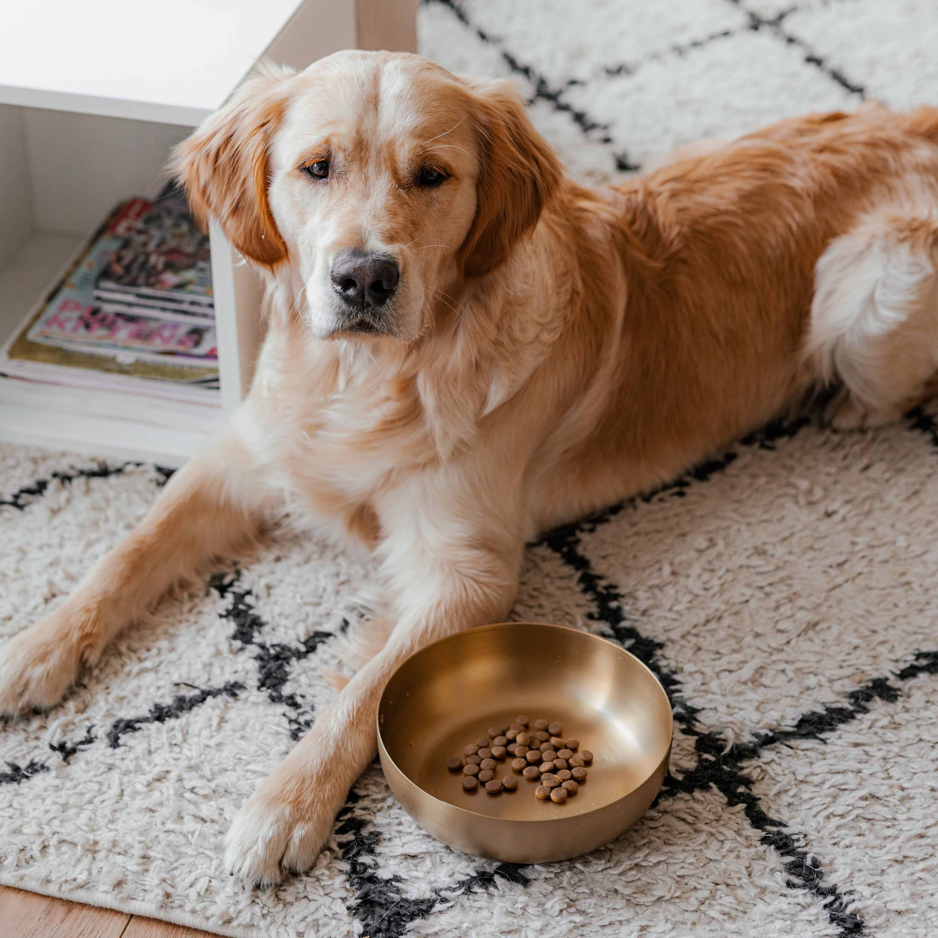 ROYAL gyllt stál skál fyrir hunda - Móri