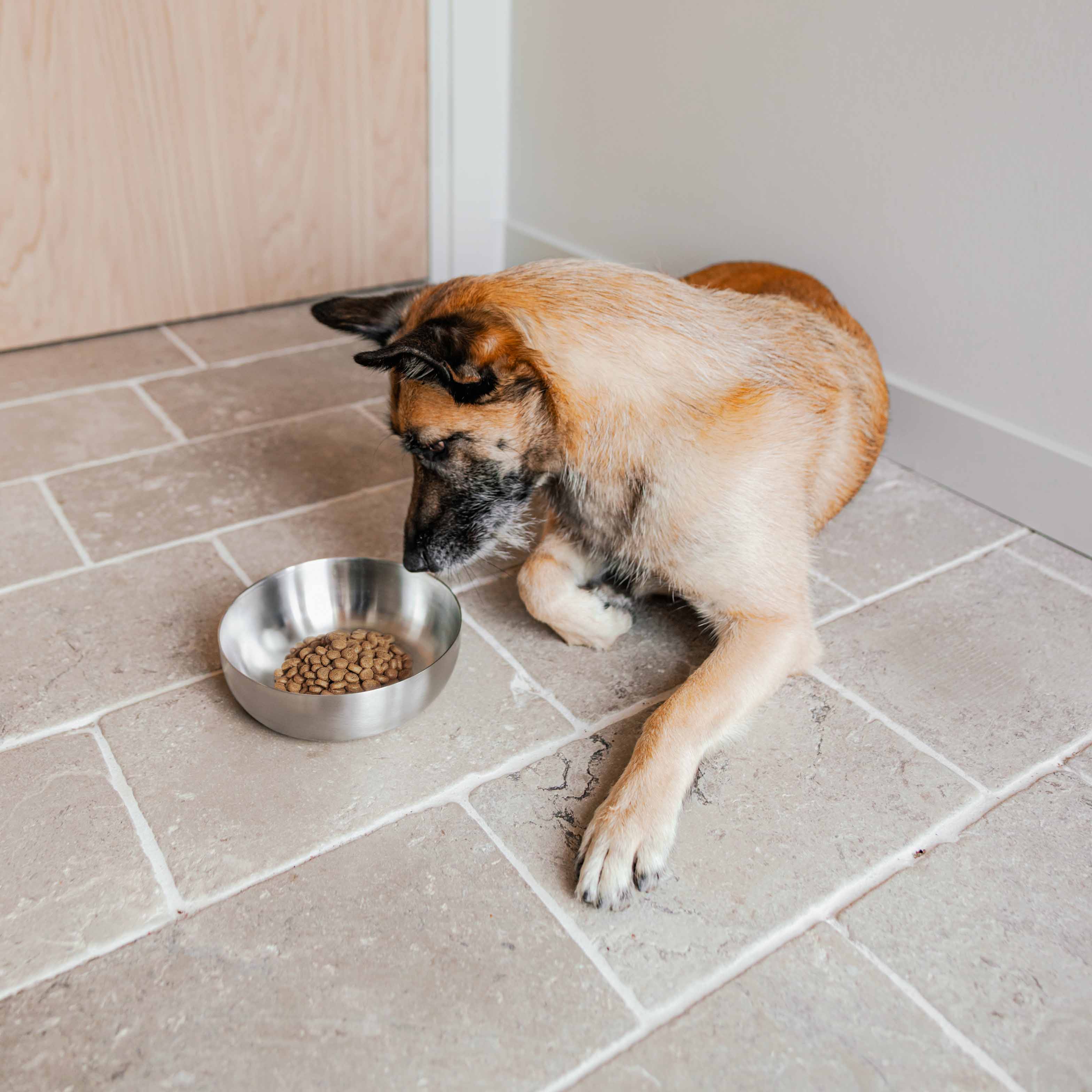 ROYAL stál skál fyrir hunda - Móri