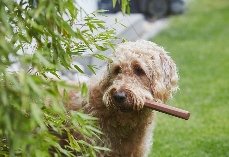 Ramo Fetch hundaleikfang - Sage