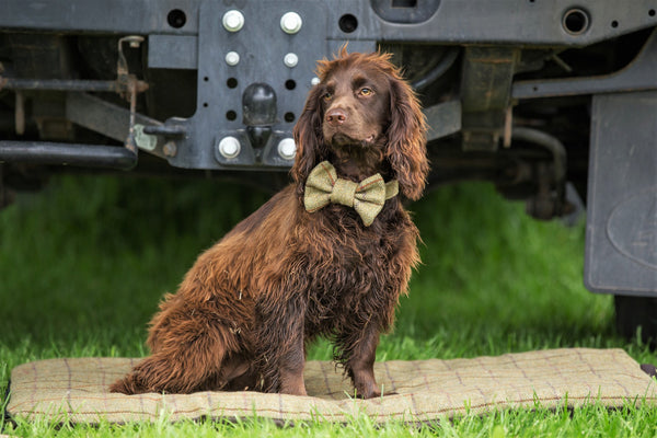 Traditional Tweed slaufa - Græn