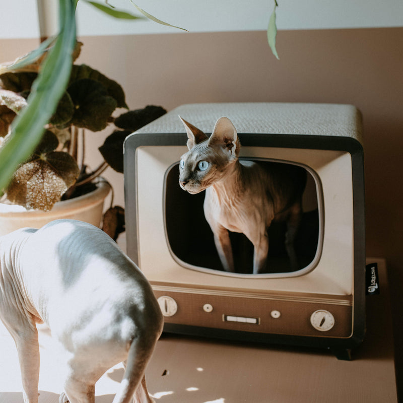 TELLY - Katta hellir og klórukassi